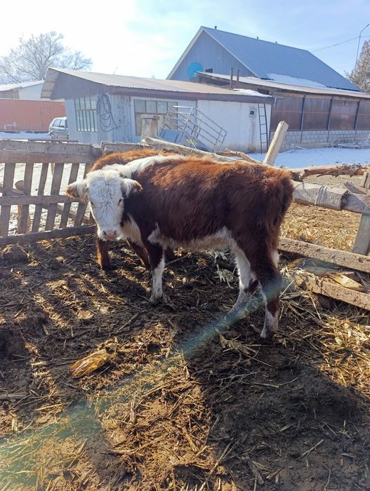 Продам телочки.ургашы.