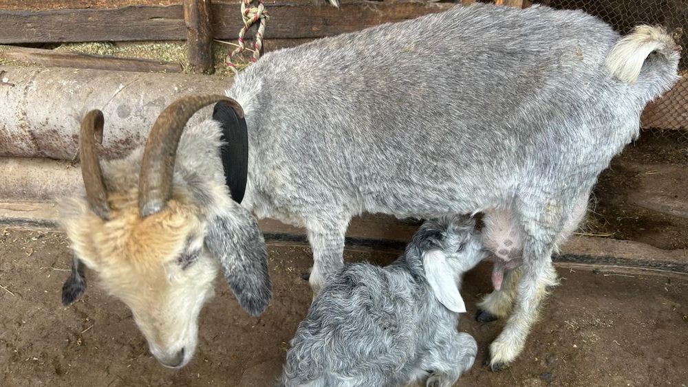 Ешкі сатылады...