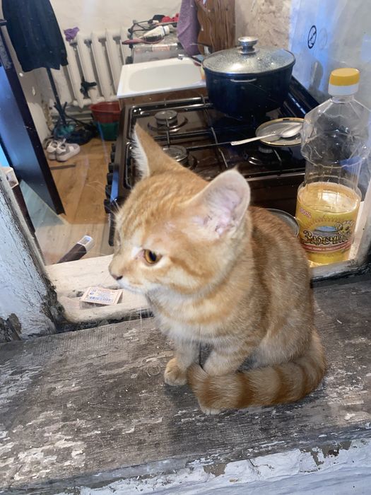 Отдам в добрые руки котенка
