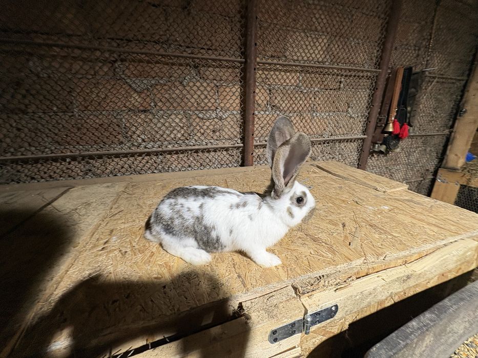 De vanzare fluture german pui si maturi