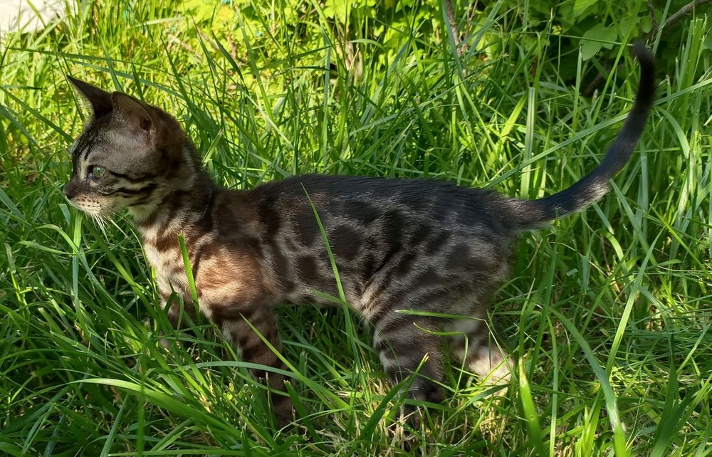 Котик окраса уголь