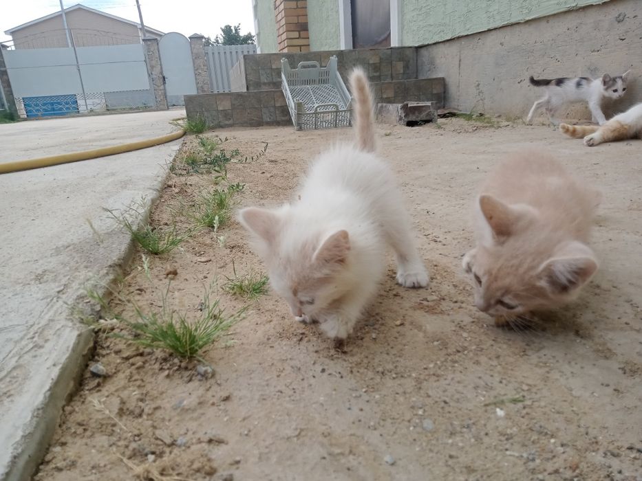 Марғаулар, Котята