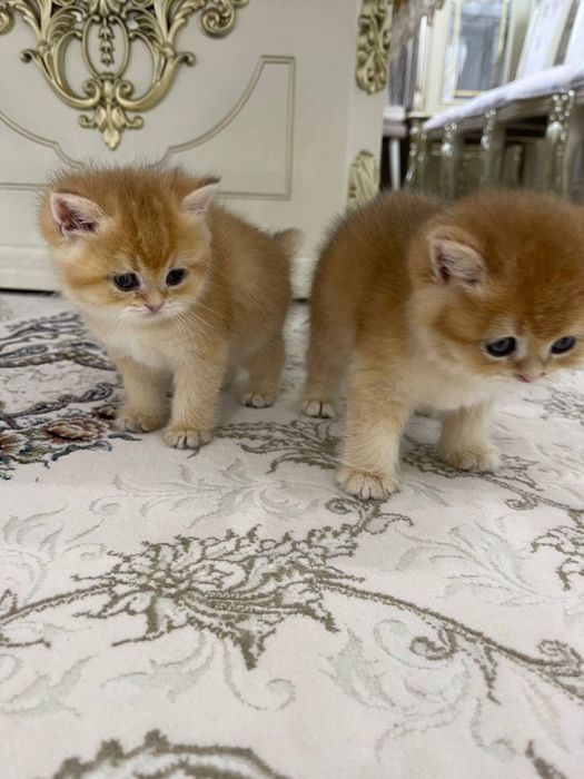 Zalataya shinshila N12