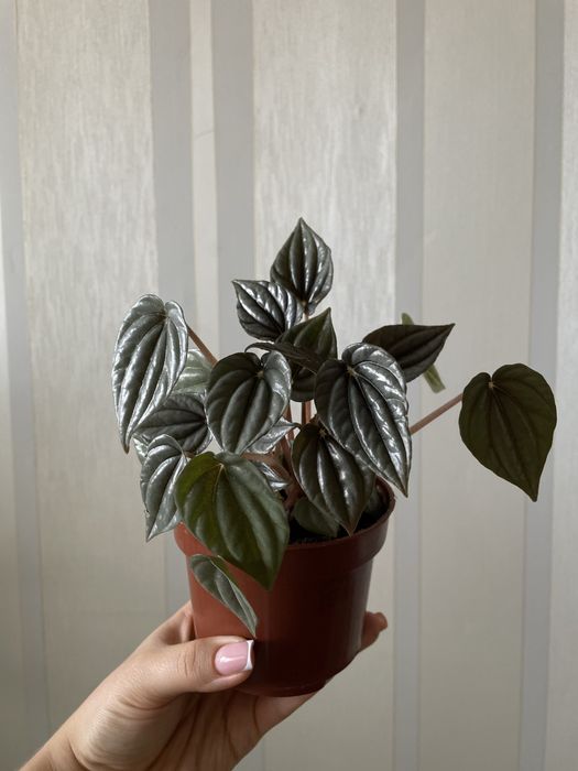 Продам комнатные растения