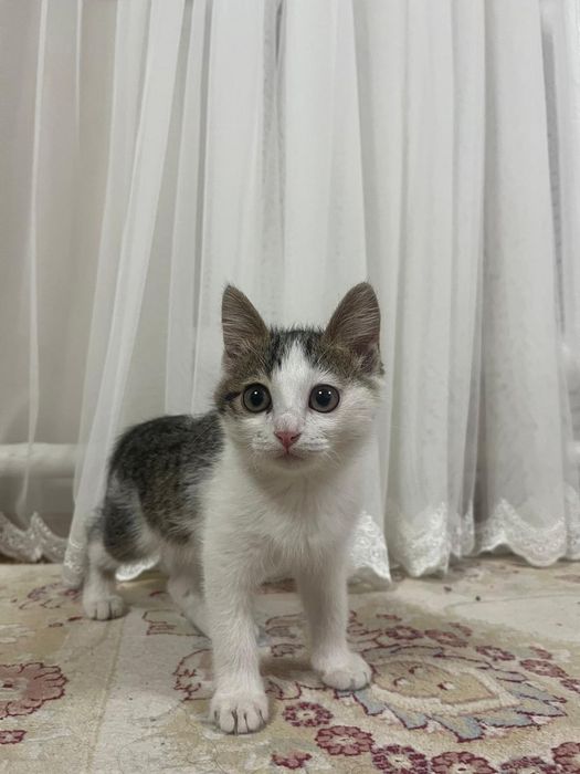 Котёнок в хорошие руки