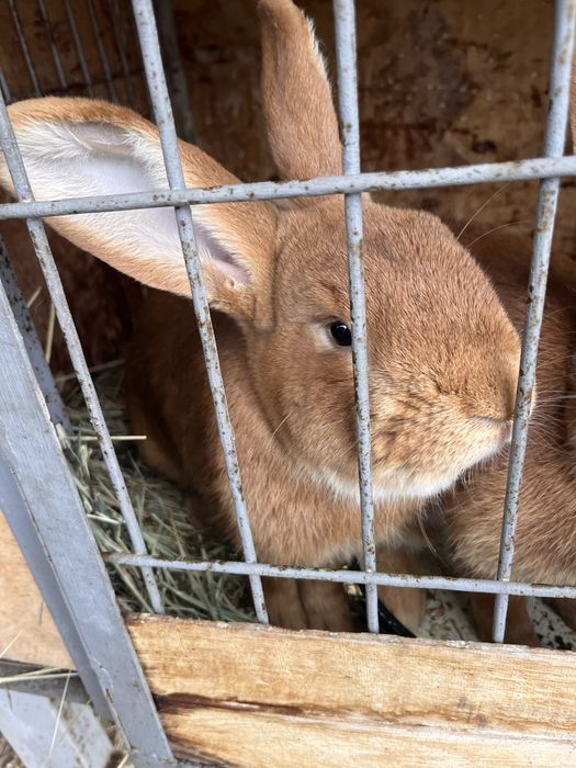 Продам кролла порода Бургунды