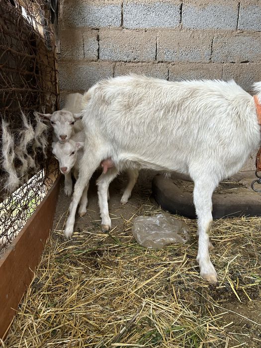 Продается коза с 2 козлятами