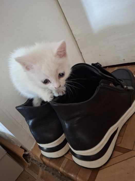 Котенок 3недельный