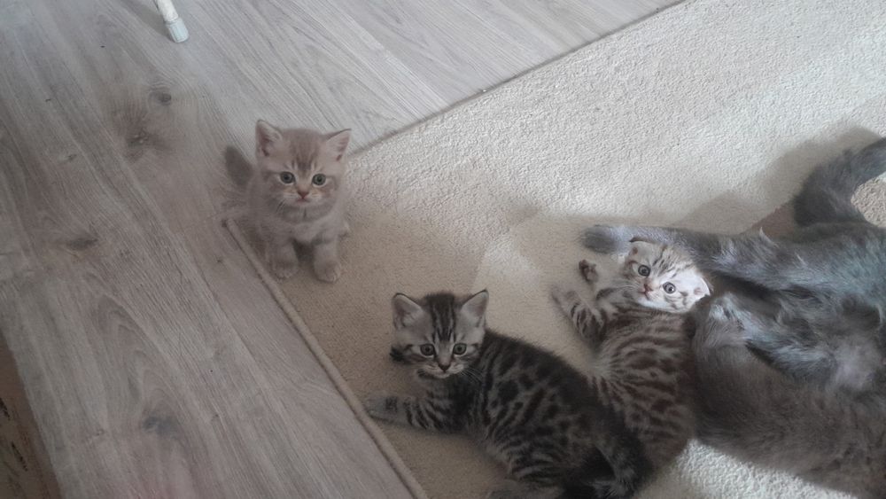 Продам породистых котят!