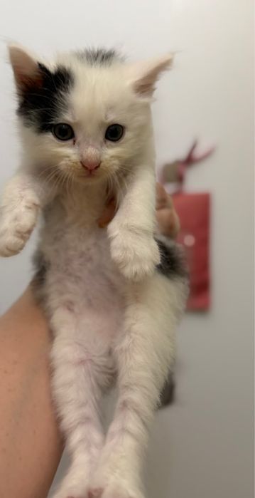 в добрые руки котята