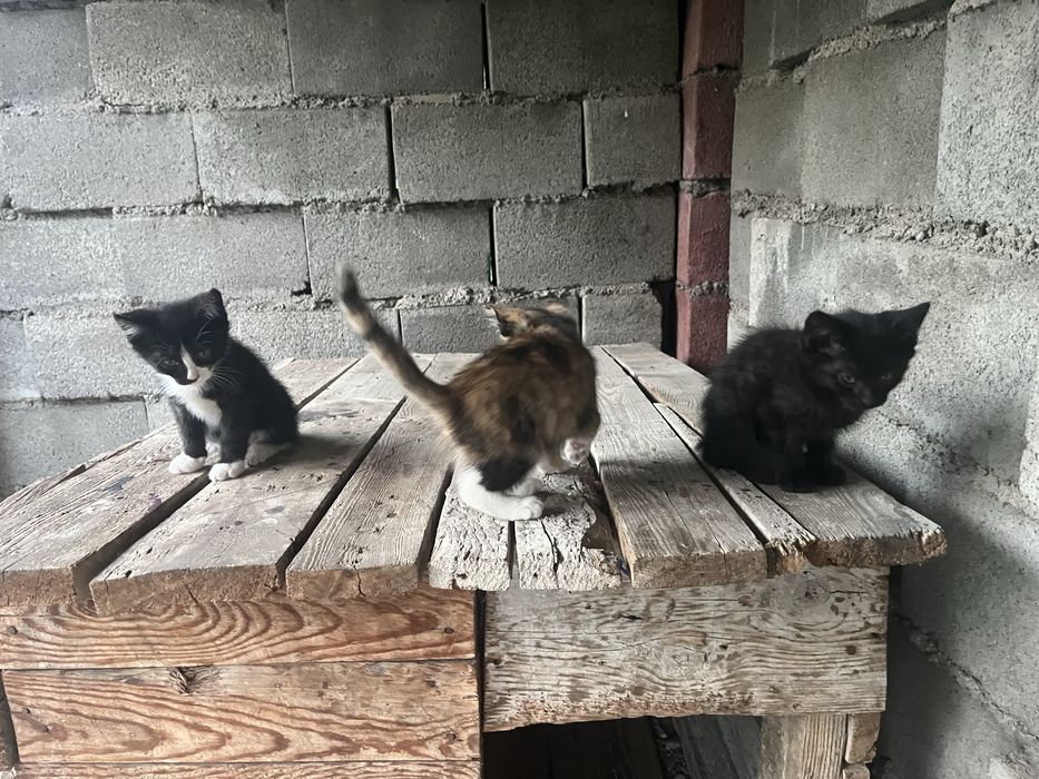 Отдам котят в добрые руки