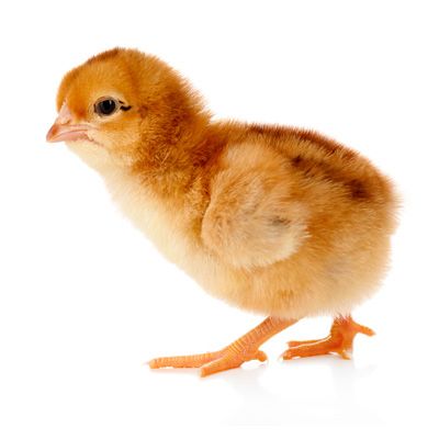 Pui de o zi rasa mixta