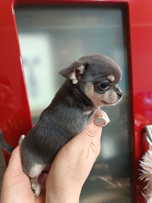 Щенки чихуахуа чистокровные