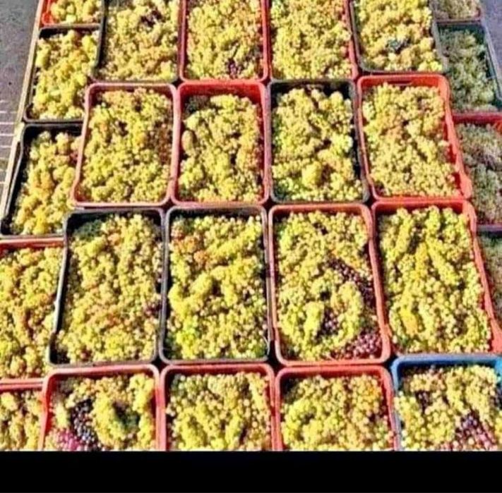 Struguri de vin profuctie 2025