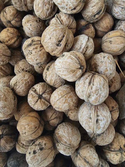 Орехи грекски домашное