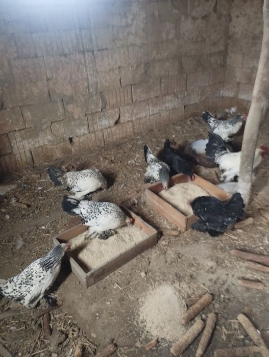 Vând ouă gainușe liliputi mii de flori