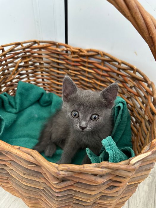 Отдам в добрые руки котенка мальчика