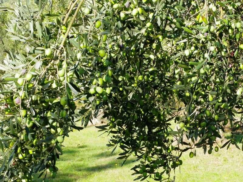 Ulei de măsline brut , cu pulpă.