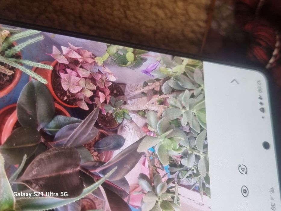 Комнатные растения