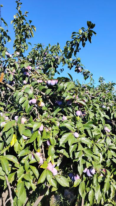 Prune Anna Spath de vanzare