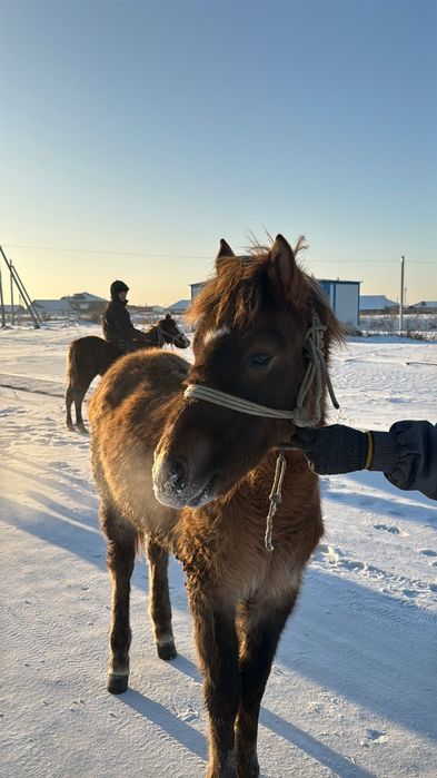 Жабагылар сатамын