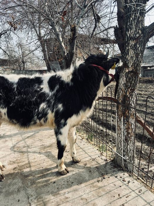 Хўнажин сотилади