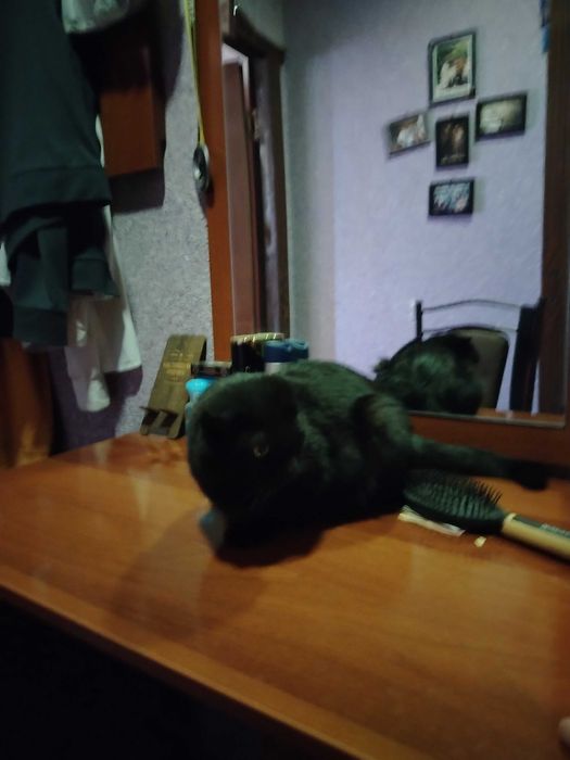 Срочно отдам бесплатно в хорошие руки шотландская вислоухая кошка