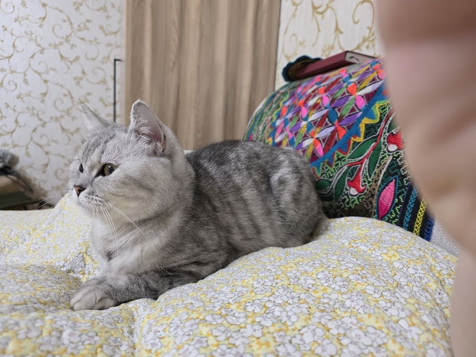 Отдам даром кошку шотландку