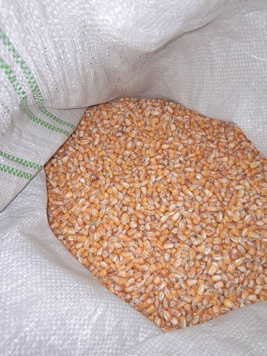 Vând porumb,varză,grâu,ovăz,cartofi,floarea soarelui