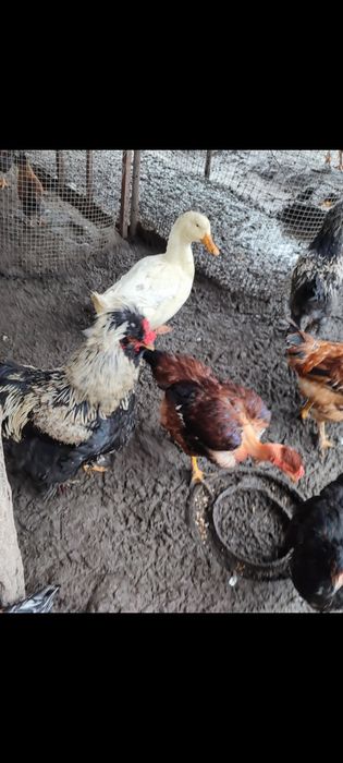 Vând: COCOȘ de anul acesta