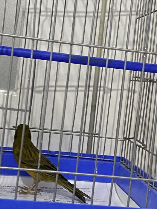 Канарейка самец (нар)