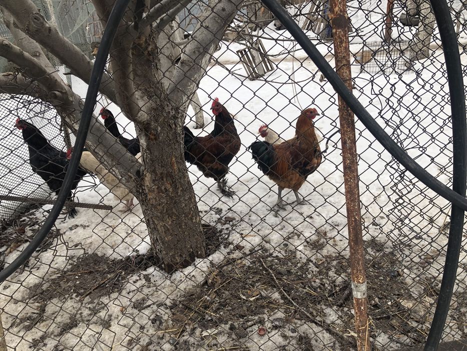 Продам петушков 6-7 месяцев