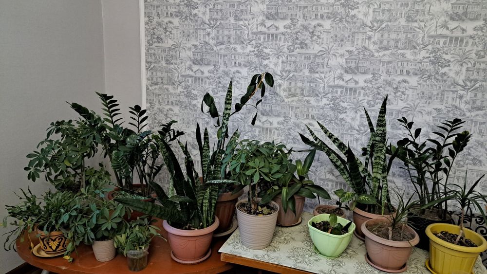 Продаю цветы от 4000