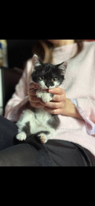 Отдадим котят в хорошие руки!