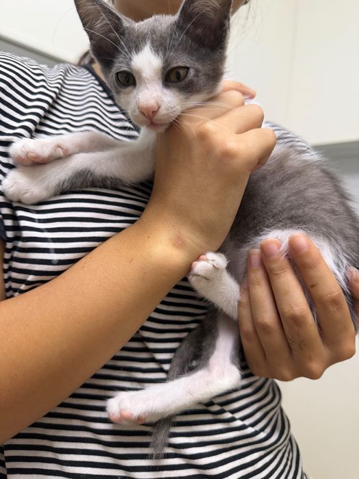 котенок мальчик 1-2 месяца