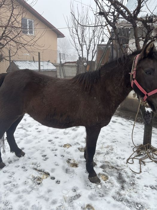 Cai de vanzare pentru tras la caruta