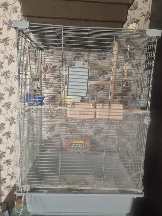 Продам попугайчика корелла