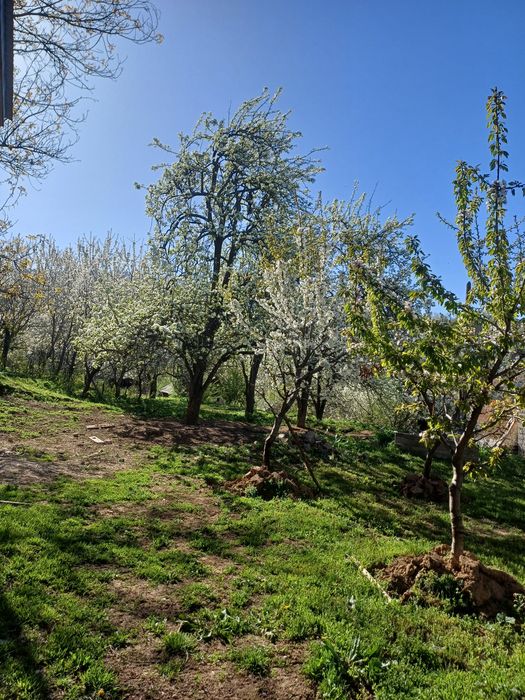 KUMUSHKONDA Yer sotiladi srochna