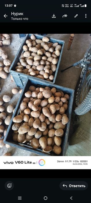Продам картошку семенную.