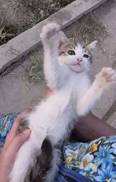 Бесплатно отдаём котёнка девочку в добрые руки