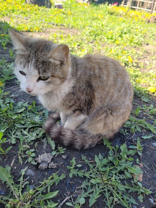Отдам в хорошие руки кошку