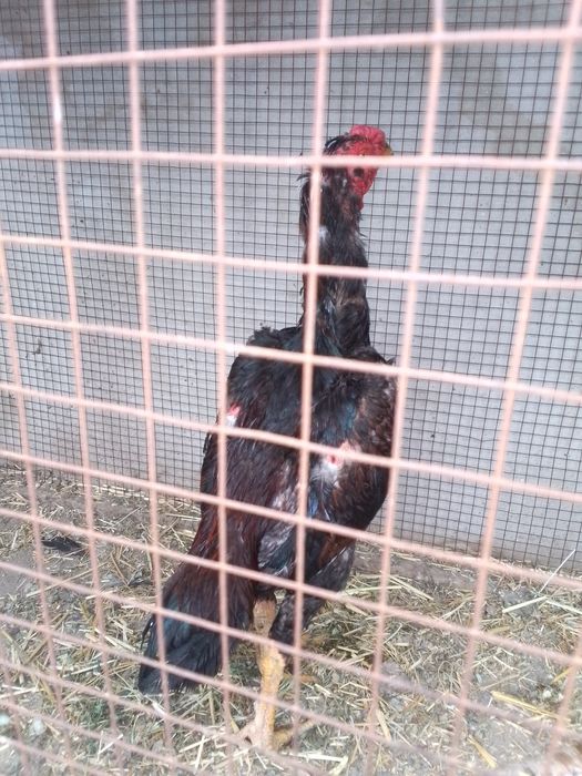 Xoroz bn tovuq sotiladi