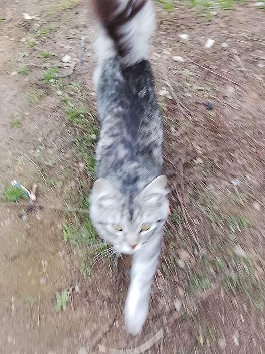 Кошка породистая продам