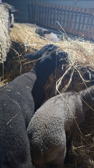 Vând oi Suffolk cu miei