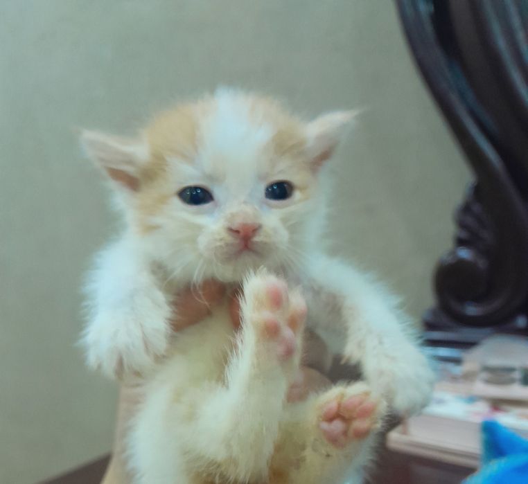 Mushuk sperma bilan qoplangan