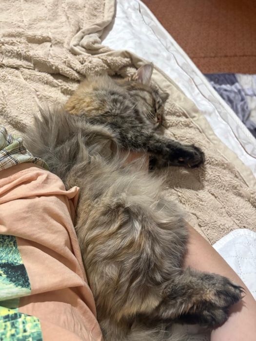Срочно отдам в добрые руки кошек