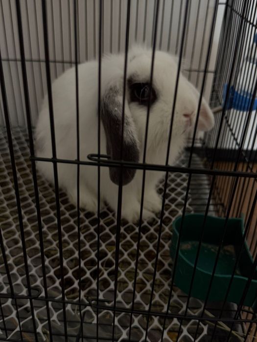 Отдам бесплатно кролика