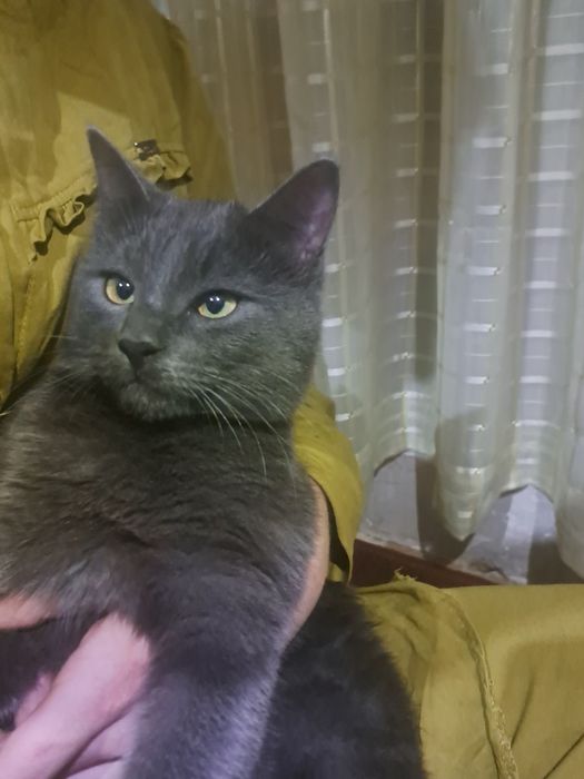 Mushuk sotiladi British shorthair