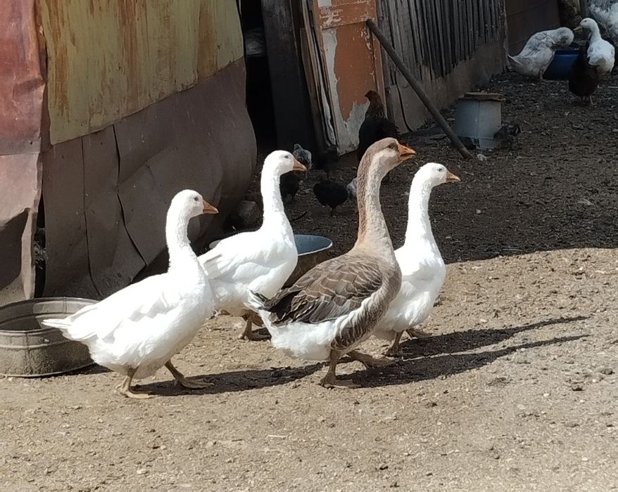Продам домашних гусей