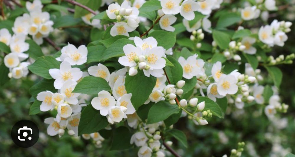 Чубушник Жасмин